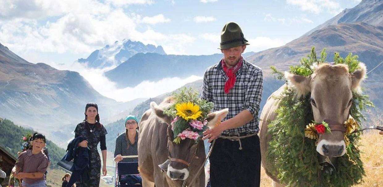 Alpenfest 2023: Livigno si prepara ad accogliere il bestiame